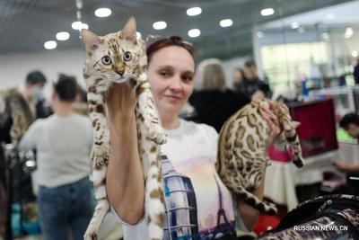 Выставка кошек в Москве_russian.china.org.cn