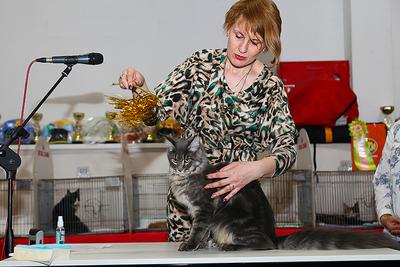 Выставка кошек в Москве | Пикабу