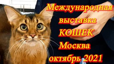 Выставка кошек в ТЦ \"Mari\", Москва | отзывы