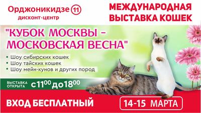 Выставка кошек в Москве (24)