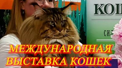 Выставка кошек КЛК 'Москва' 25-26 декабря 2021, фотографии WCF-рингов  взрослых