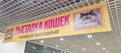 Клуб любителей кошек 'Москва'