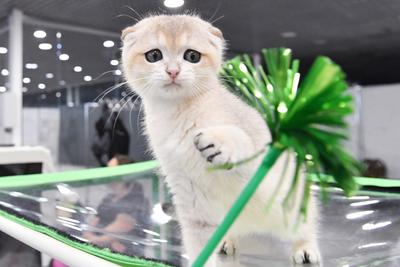 Выставка кошек в Москве (7)