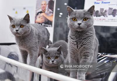 Выставка кошек в Москве | РИА Новости Медиабанк
