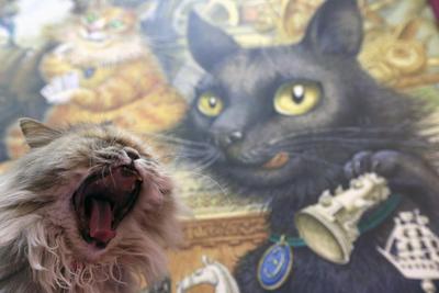 Выставка кошек \"КоШарики Шоу\", Москва - «Убойная доза позитива на весь  день! Можно купить себе любимца за 20 000 - 80 000 рублей или же просто  полюбоваться породистыми котиками! Выставка кошек в