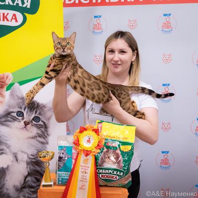 Выставка кошек КЛК 'Москва' 16-17 апреля 2022, фотографии WCF-рингов  взрослых