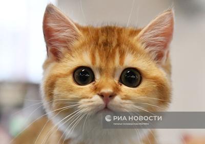 Моя первая выставка кошек в Москве. Мой шок. | Заводчик канадских сфинксов  | Дзен