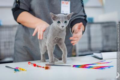 В Москве открывается художественная выставка \"Кошки, котики, котята\" -  Российская газета