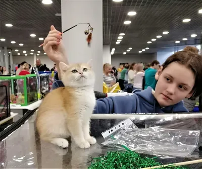 Международная выставка кошек «Winter Cat Show» пройдет в Москве /  Публикации / Городской округ Балашиха