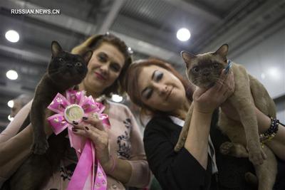 19-20 марта прошла международная выставка кошек Кэт-Салон-Март