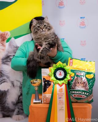 Выставка кошек КЛК 'Москва' 16-17 апреля 2022, фотографии WCF-рингов молодых