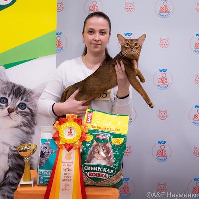 Выставка кошек в Москве (10)