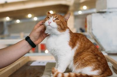 Выставка кошек \"КоШарики-Шоу\" в Москве | РИА Новости Медиабанк