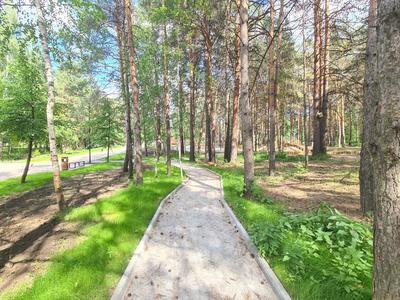В Заельцовском парке в 2021 году появятся новые площадки и маршруты . СИБДОМ