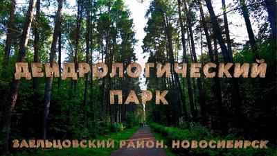 Заельцовский парк закрыт: 170 млн руб потратят на благоустройство –  SibRu.com