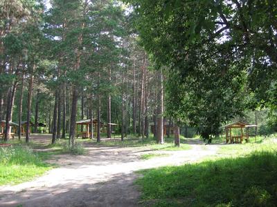 Заельцовский парк в Новосибирске благоустроили более чем на 70% - МК  Новосибирск