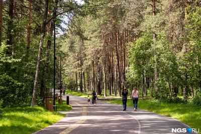 Готовность – 90%: в Заельцовском парке завершаются работы в рамках  партпроекта «Городская среда»