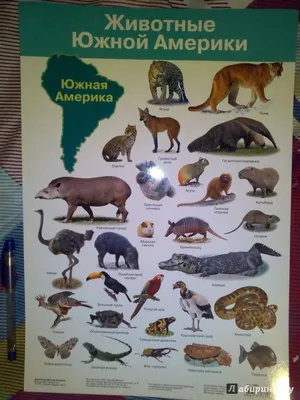 Обучающие карточки \"Животные Южной Америки\" - купить в интернет магазине,  продажа с доставкой - Днепр, Киев, Украина - Книги для детей 0 - 2 лет