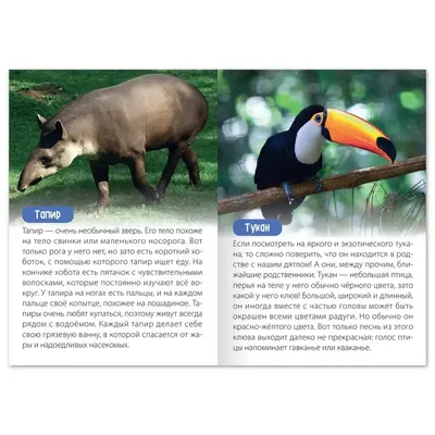 Животные Южной Америки - купить книгу с доставкой в интернет-магазине  «Читай-город». ISBN: 978-5-97-800925-5