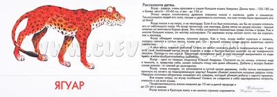 Купить Купить Карточки обучающие Животные Южной Америки ПД-0646 Рыжий кот  от Рыжий кот по цене 10.00 ₽ в Перми | ЛистОкв розницу в Перми - ЛистОк