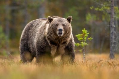 Кто и как считает зверей в новосибирских лесах