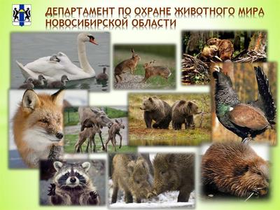 В Новосибирской области на трассе заметили семейство лосей - KP.RU