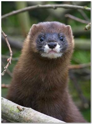 Marmot's Greetings | Forest-steppe marmots | Elena Shnayder | Flickr