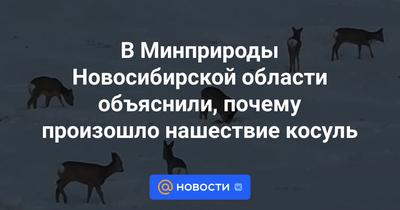Жители Новосибирской области встретили маленького медвежонка | ОБЩЕСТВО |  АиФ Новосибирск