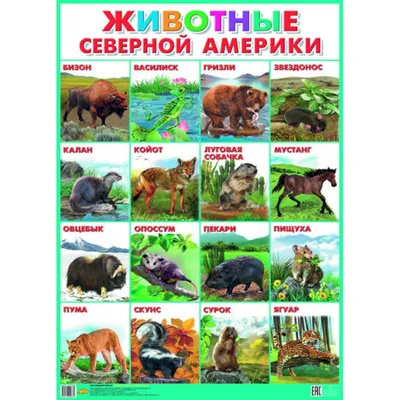 Набор фигурок Safari Ltd Животные Северной Америки за 1,980 руб – купить в  интернет-магазине КуклаДом в Москве и России, отзывы