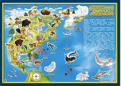 Плакат. Животные Северной Америки (550х770) — купить книги на русском языке  в Швеции на BooksInHand.se