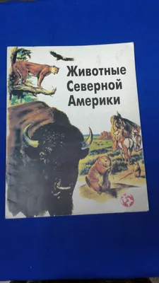 Обучающая книга \"Животные Северной Америки\", 20 страниц купить по цене 44.1  ₽ в интернет-магазине KazanExpress