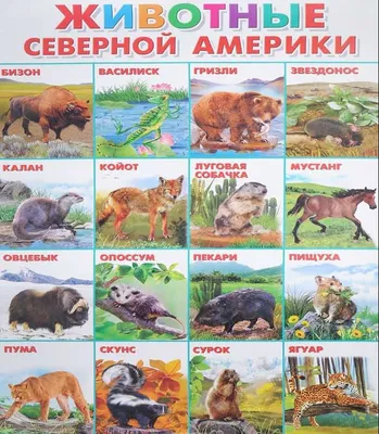 Плакат А2 Животные Северной Америки (551 х 770 мм) - МНОГОКНИГ.lv - Книжный  интернет-магазин