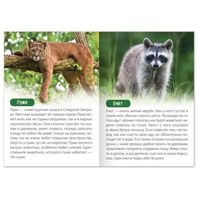 Животные Северной Америки - названия видов, фото и описание — Природа Мира