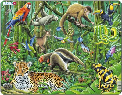 Богатый животный мир Южной Америки. Где проще всего посмотреть разнообразие  зверей | Съездить по Глобусу | Дзен