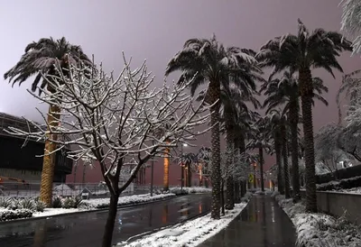 Зима В Лос Анджелесе Фото