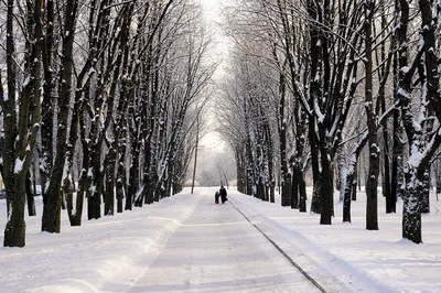 Погода в Беларуси 27 декабря: ночью и утром – снег, днем - без существенных  осадков - Минск-новости