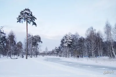 15 живописных мест Беларуси зимой (фото) | TROFEI.by | Отдых и путешествия  в Беларуси :: туризм, рыбалка, охота
