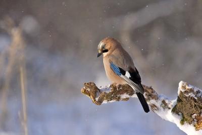 Бердвочеры региона определили самых распространенных зимующих птиц региона  - В регионе - РИАМО в Люберцах
