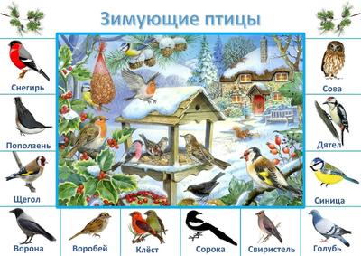 Зимующие птицы вологодской области - 67 фото