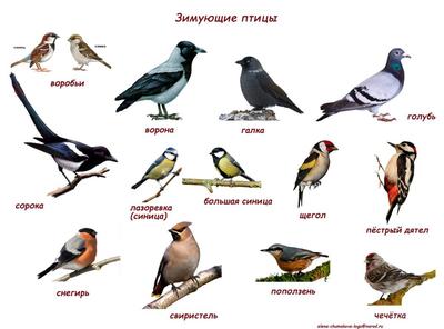 Разнообразие зимних птиц на территории Москвы: фотка в jpg | Зимующие птицы  москвы и подмосковья Фото №545139 скачать