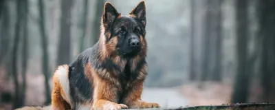 DANGER DOG осторожно злая собака Табличка, Немецкая овчарка
