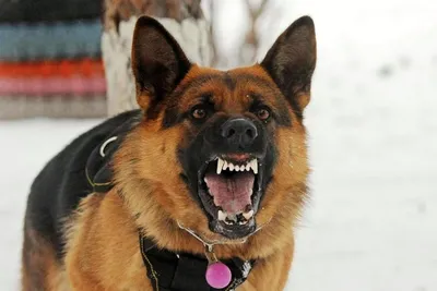 Табличка, Злая собака, Территорию охраняет Немецкая овчарка, на  металлической основе, 30см х 14 см, на забор, на дверь, 30 см, 14 см -  купить в интернет-магазине OZON по выгодной цене (828210665)