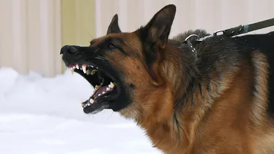 Планета Садовод - как защититься от злой собаки