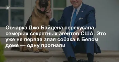 Купить Табличка Осторожно злая собака 300*200 мм 📄 с доставкой по Беларуси  | интернет-магазин Stendy.by