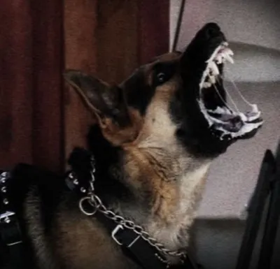 Злая собака Байдена кусает его подчиненных. Пострадали уже 11 агентов  секретной службы США, один из них в больнице, сообщает.. | ВКонтакте
