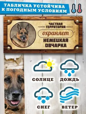 Злая Собака: последние новости на сегодня, самые свежие сведения | 29.ru -  новости Архангельска