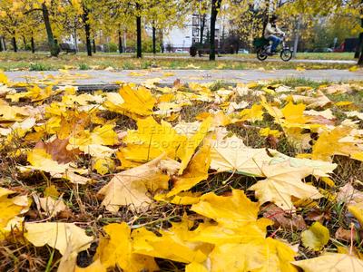 Золотая осень в Москве | Пикабу