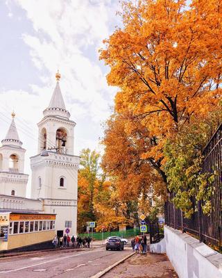 Картина Золотая осень 50x60 VS-1 купить в Москве