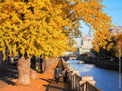 Самые сказочные фотографии золотой осени в Петербурге - KP.RU
