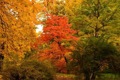 Золотая осень в Екатерининском саду | Санкт-петербург, россия, Красивые  места, Осенний пейзаж